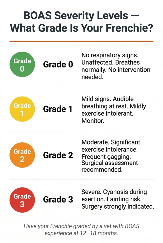 A vertical health infographic detailing the four grades of BOAS severity in French Bulldogs, from Grade 0 (unaffected) to Grade 3 (severe).